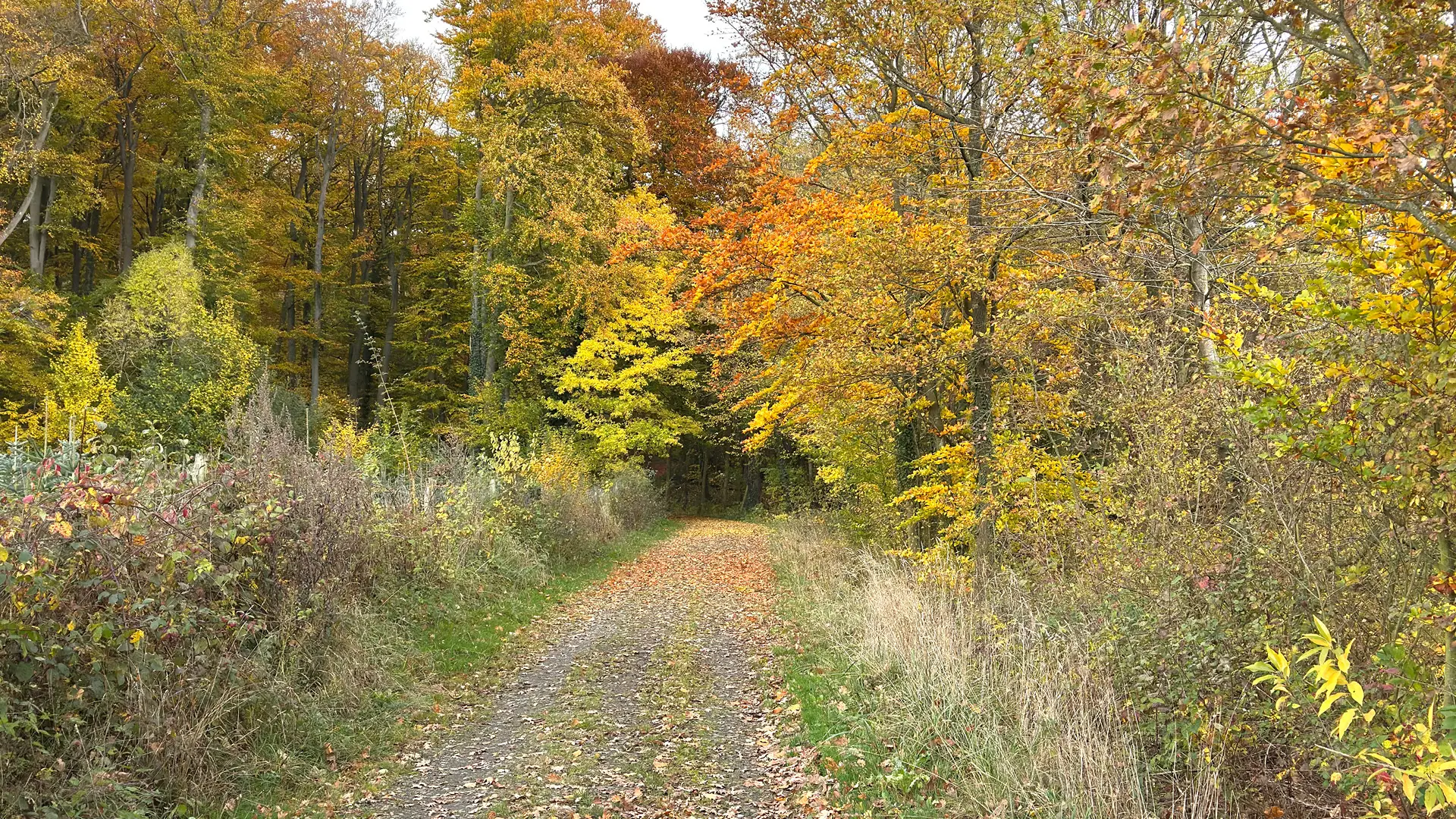 Holzabfuhrweg Holzabfuhrweg