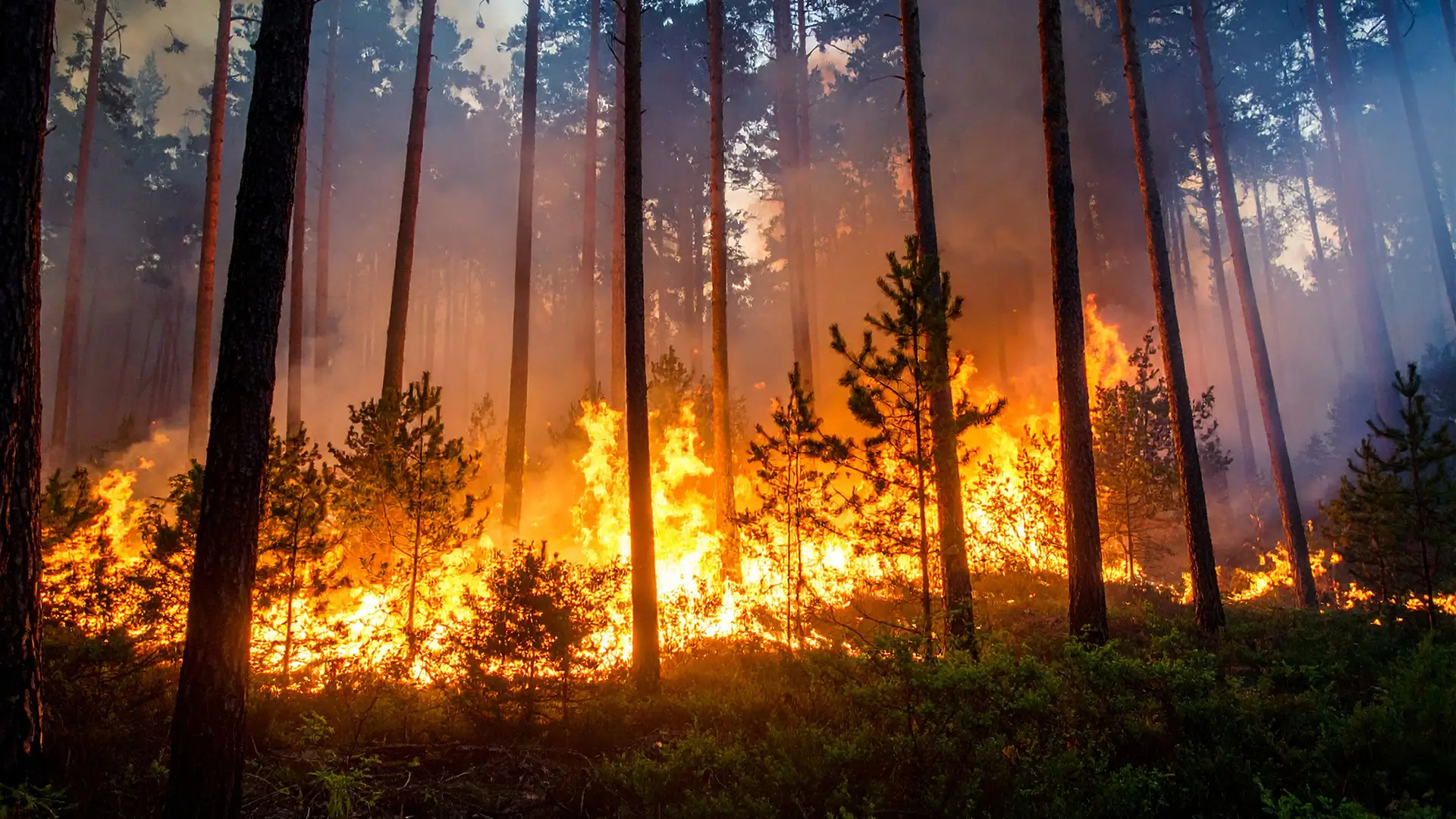 Waldbrand Waldbrand - Flammen auf dem Waldboden lodern empor